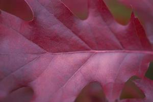 autumn leaf background photo