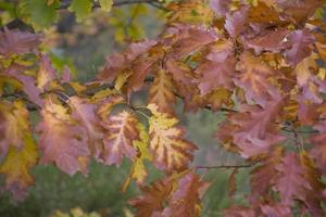 autumn leaf background photo