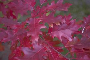 autumn leaf background photo