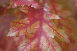 autumn leaf background photo