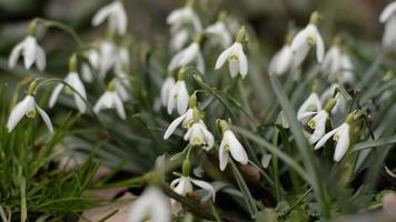 Snowdrops swaying in the wind. Spring. early flowers. High quality video. video