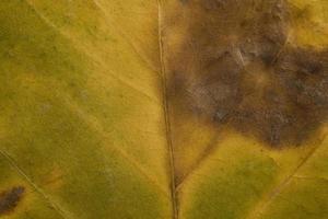 fondo de hoja de otoño foto