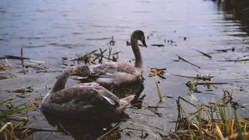 un joven cisne picaduras otro cisne en un estanque. video