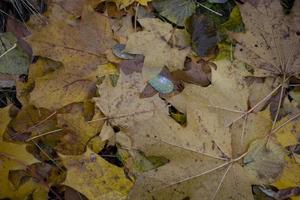 fall leaf background photo