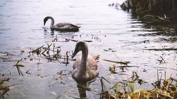 joven cisnes nadar en un estanque en el parque. video