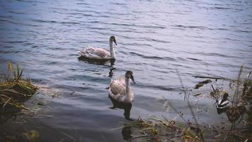 joven cisnes y patos nadar en un estanque en el parque. video