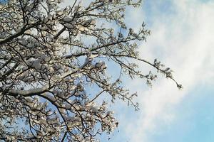 antecedentes con árbol ramas cubierto con Fresco nieve blanca foto