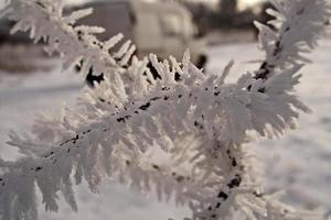 winter black fence decorated with white hoarfrost on a January morning photo