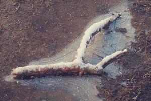 stick covered with snow lying in a frozen puddle of water photo