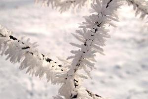 winter black fence decorated with white hoarfrost on a January morning photo