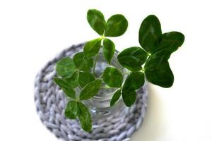 a bouquet of l field four-leaf clovers in a small vase on a light smooth background photo