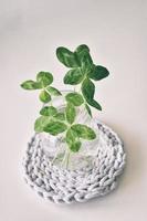 a bouquet of l field four-leaf clovers in a small vase on a light smooth background photo