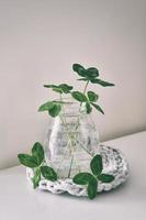 a bouquet of l field four-leaf clovers in a small vase on a light smooth background photo