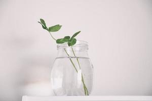 a bouquet of l field four-leaf clovers in a small vase on a light smooth background photo