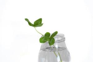 a bouquet of l field four-leaf clovers in a small vase on a light smooth background photo