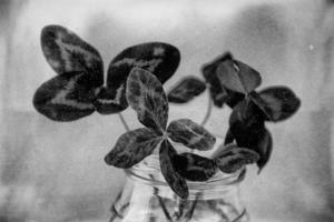 a bouquet of l field four-leaf clovers in a small vase on a light smooth background photo