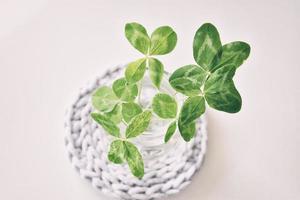 a bouquet of l field four-leaf clovers in a small vase on a light smooth background photo