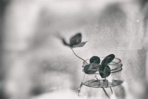 a bouquet of l field four-leaf clovers in a small vase on a light smooth background photo