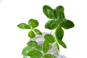 a bouquet of l field four-leaf clovers in a small vase on a light smooth background photo