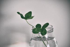 a bouquet of l field four-leaf clovers in a small vase on a light smooth background photo