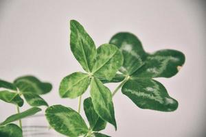 a bouquet of l field four-leaf clovers in a small vase on a light smooth background photo