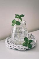 a bouquet of l field four-leaf clovers in a small vase on a light smooth background photo