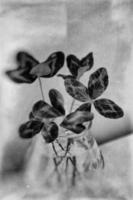 a bouquet of l field four-leaf clovers in a small vase on a light smooth background photo