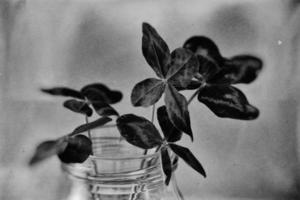 a bouquet of l field four-leaf clovers in a small vase on a light smooth background photo