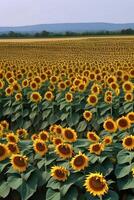 A field of sunflowers is shown with a green leaf. photo