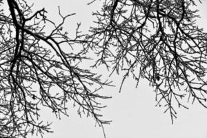 black winter tree branches covered with white snow photo