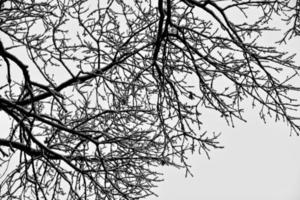 black winter tree branches covered with white snow photo