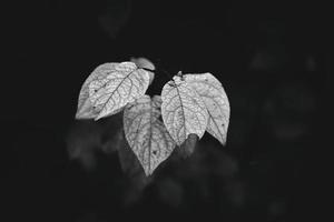 an autumn twig of a tree with the last green leaves photo