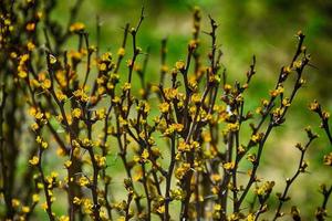 spring bush full of twigs with young delicate light green leaves photo