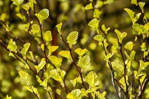 beautiful first spring bright green leaves on a small bush photo