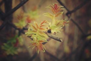 verde primero primavera arbusto hojas Mira mediante el cerca foto