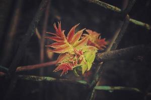 green first spring shrub leaves look through the fence photo