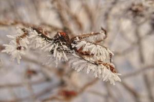 beautiful shrub with red fruits covered with white frost photo