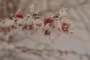 beautiful shrub with red fruits covered with white frost photo