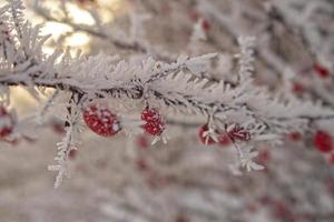 beautiful shrub with red fruits covered with white frost photo