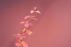 red barberry illuminated by January light on a smooth background photo