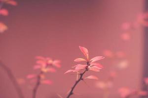 red barberry illuminated by January light on a smooth background photo