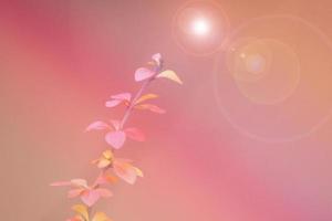 red barberry illuminated by January light on a smooth background photo