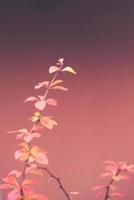 red barberry illuminated by January light on a smooth background photo