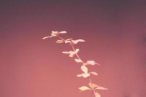 red barberry illuminated by January light on a smooth background photo