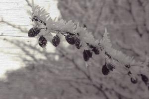 beautiful shrub with red fruits covered with white frost photo