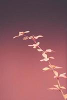 red barberry illuminated by January light on a smooth background photo