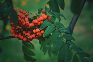 red rowan on the green branch of a tree in the warm rays of the summer sun photo