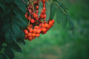 red rowan on the green branch of a tree in the warm rays of the summer sun photo