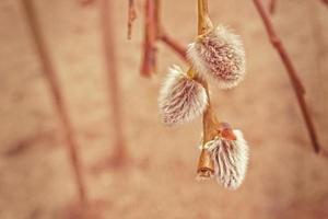 spring fresh willow twig with catkins of warm pastel color photo