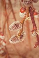 spring fresh willow twig with catkins of warm pastel color photo